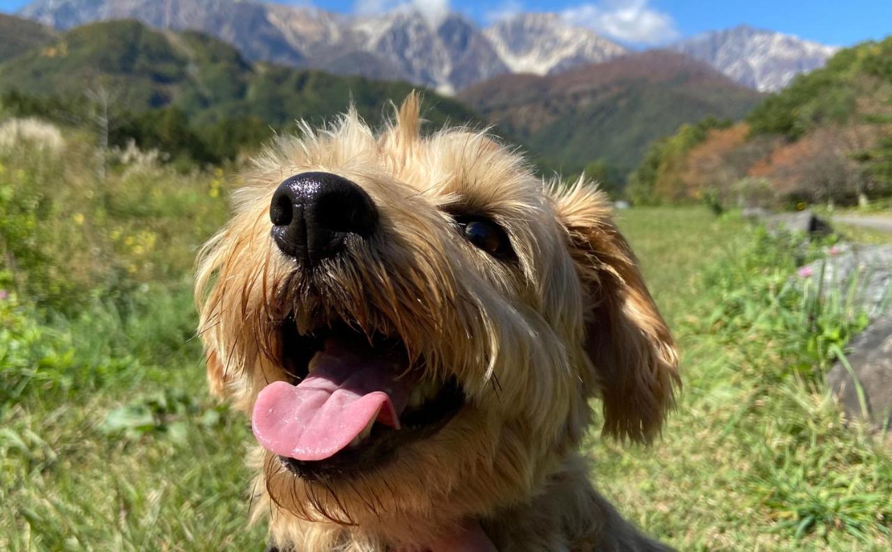 白馬パウダーマウンテン Otel Hakuba Dış mekan fotoğraf