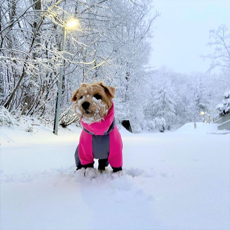 白馬パウダーマウンテン Otel Hakuba Dış mekan fotoğraf