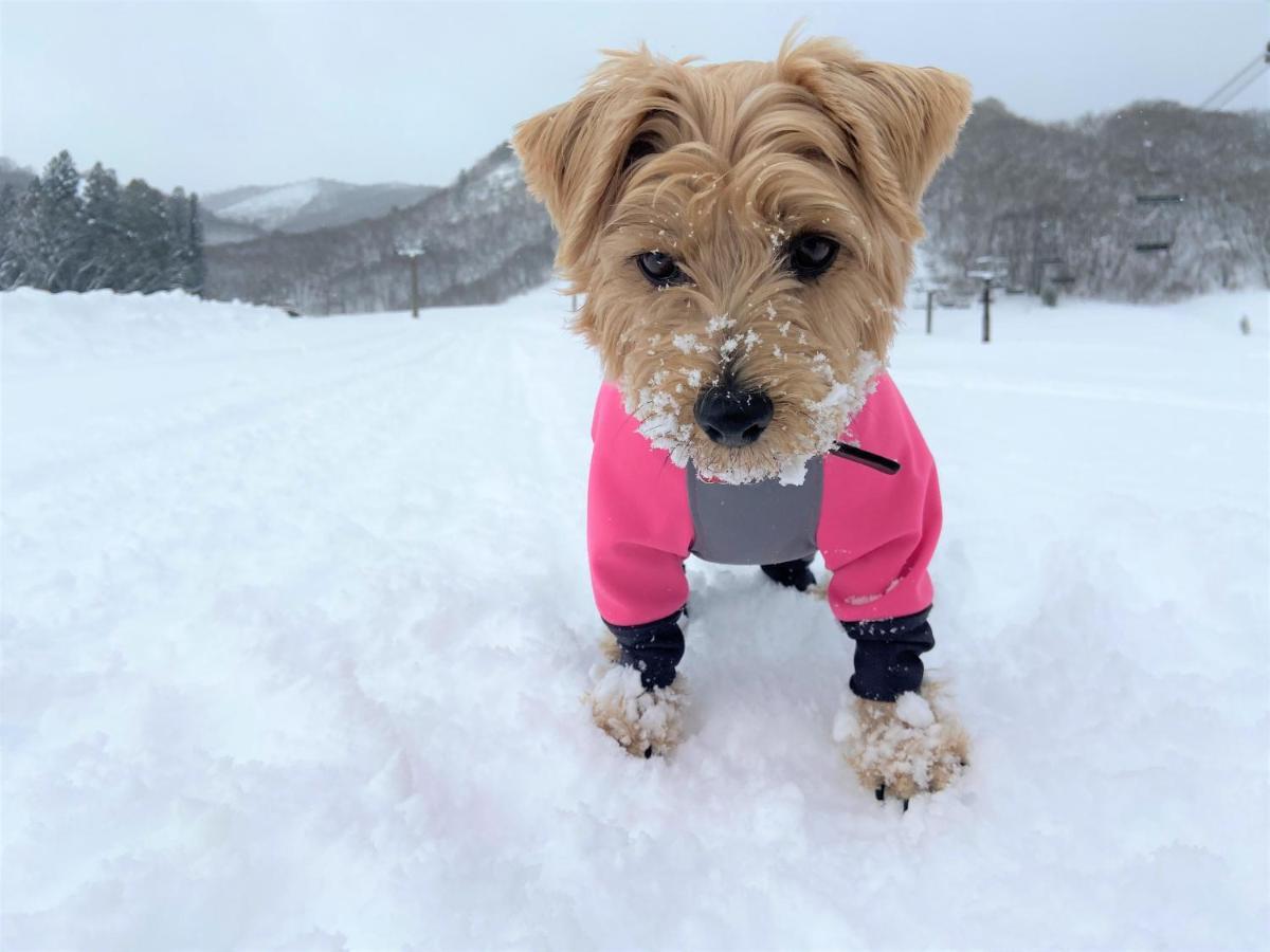 白馬パウダーマウンテン Otel Hakuba Dış mekan fotoğraf